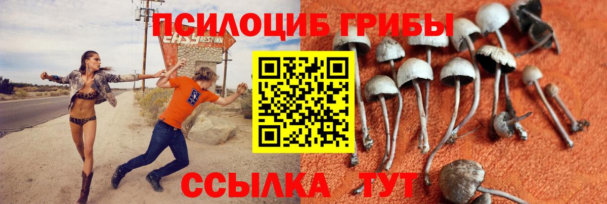 Тольятти  Псилоцибиновые грибы Psilocybine cubensis  Вход с VPN 
